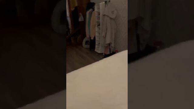 Если вам скучно, заведите тайца?#тайскаякошка смотреть онлайн