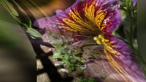 САЛЬПИГЛОССИС (SALPIGLOSSIS)