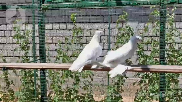 Узбекские двухчубые голуби - гульбадамы смотреть онлайн