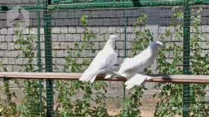 Узбекские двухчубые голуби - гульбадамы