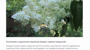 Сирень амурская, посадка и уход