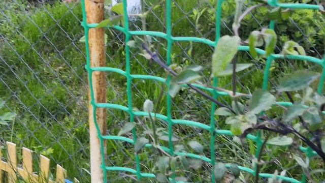 Растения после ночных заморозков смотреть онлайн