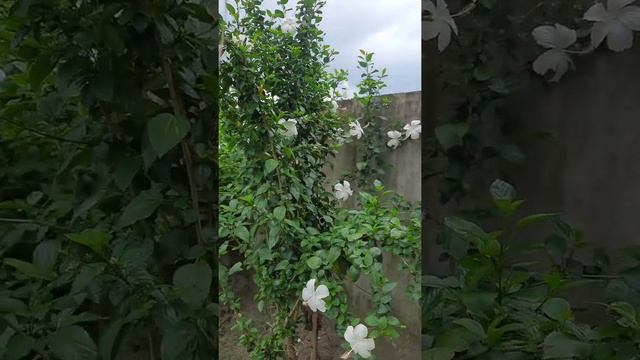 white hibiscus gem of my garden