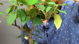 Бонсай из лимона (ч.2).