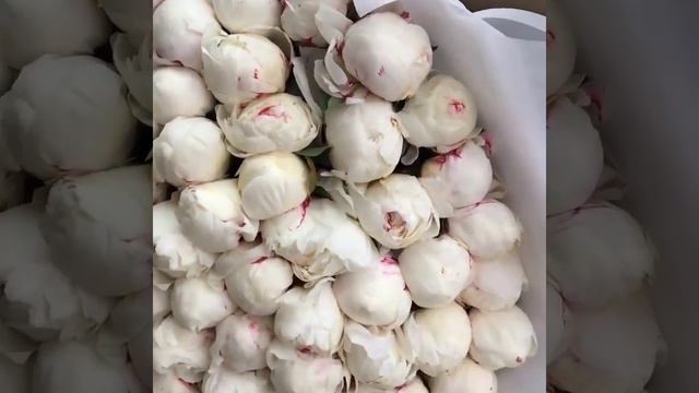❤️В этот день хочется выразить самые особенные чувства близкому человеку пионы идеальный вариант🔝 💕