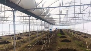 ПЛЕНОЧНАЯ ТЕПЛИЦА ДЛЯ ВИНОГРАДА.ЧАСТЬ 2