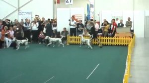 WORLD DOG SHOW - OPEN class (male)