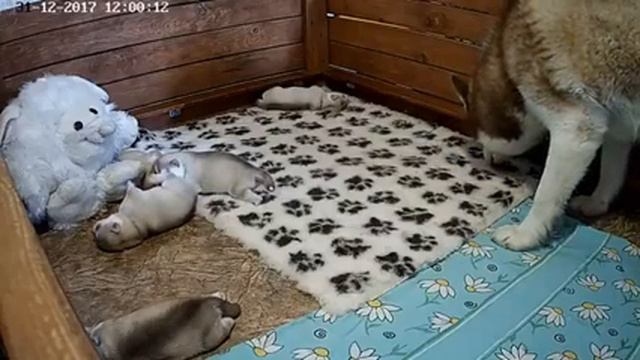 Хасята онлайн. (Ижевск). Сезон 3 -  Дядя Кен с проверкой.