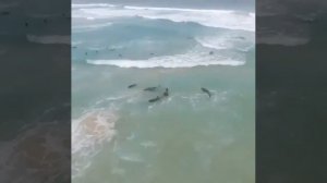 Люди пытаются спасти две сотни дельфинов.