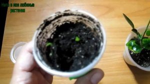 Муррайи : как развиваются  , растут ,  размножаются