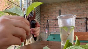 Черенкование гортензии ванила фрайз