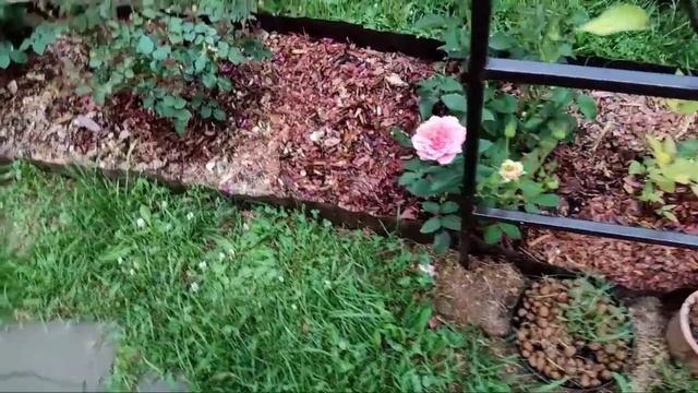 Нехватка кальция у роз. Дефицит кальция. Пробую фитактив кальций. Черешня в Подмосковье. Розы смотреть онлайн