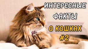 Коты. Интересные факты. Кошачьи игры