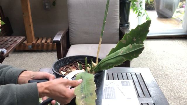 IT IS TIME TO LET GO MY 6 YEARS OLD EPIPHYLLUM - START A NEW LIFE. смотреть онлайн