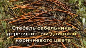 Сабельник болотный, полезные свойства.