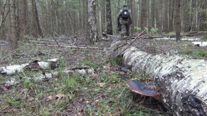 Первые весенние грибы.Сморчки полезли массово.Сбор грибов в Калужской области.