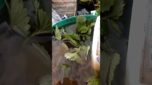 Как подготовить саженцы клубники к посадке? В чем замочить? Избавляемся от болезней и вредителей!