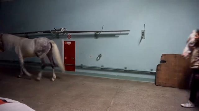 лошади в цирке смотреть онлайн