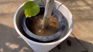 Care for Ficus Umbelleta in cold time - special watering technique byJapanese Plant Meister