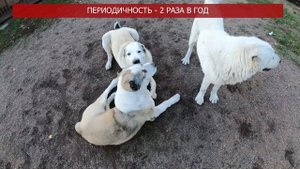 ПЕРВАЯ ТЕЧКА у АЛАБАЯ || АЛАБАЙ ТЕЧКА