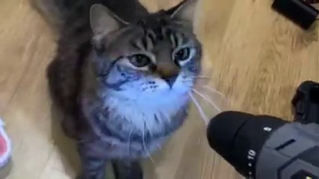 Семья: хочет завести кота. Папа не хочет кота. Семья завела кота: смотреть онлайн