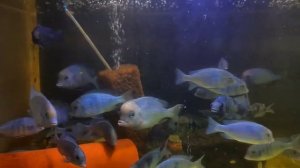 голубой дельфин cyrtocara moorii