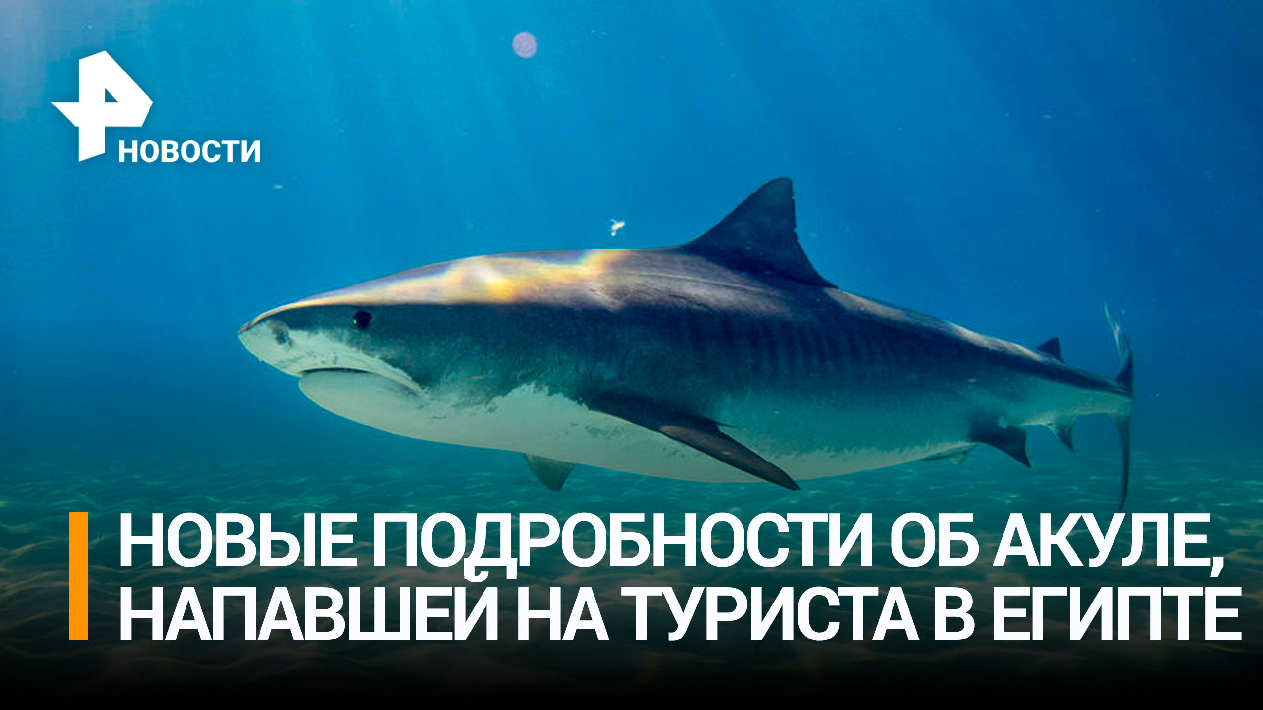 Съевшая россиянина в Египте акула могла быть беременна / РЕН Новости