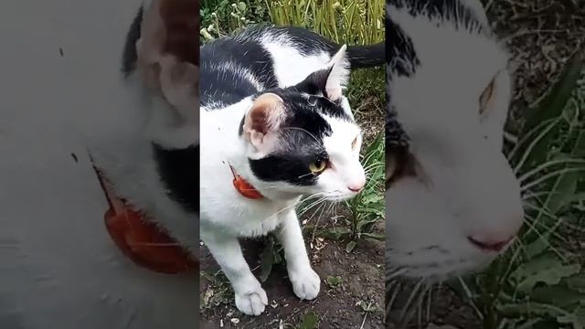 Марсик отдыхает на даче, привыкает к природе?? #питомцы #cat #милота #кот #дача