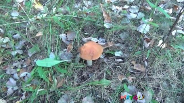 Как мы собирали Подосиновики. смотреть онлайн