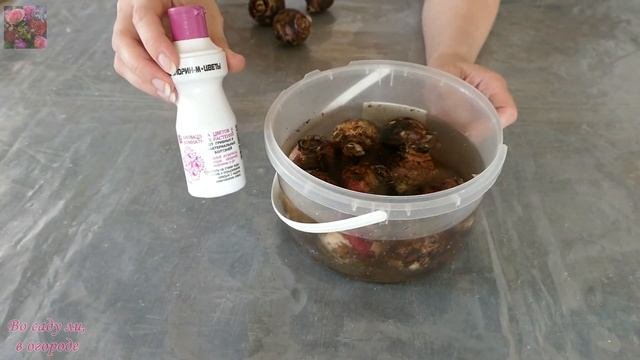 Правильное ХРАНЕНИЕ луковиц ГИАЦИНТОВ