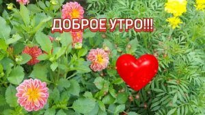 доброе утро