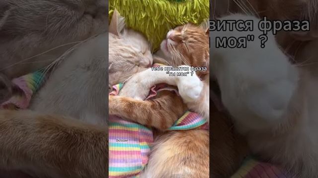 Обычный семейный вечер.
