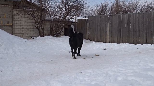 Алабаи п-к АкНуккер+79272626333Самара смотреть онлайн