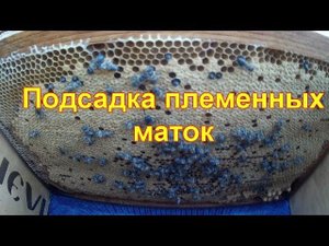 Подсадка племенных маток Карника ИО на лупящийся расплод