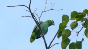 Sounds of chirping parrots🎧🎼Звуки чириканье попугаев