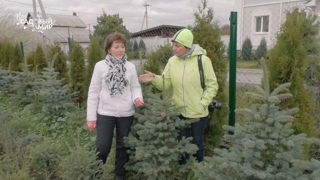 Хвойные растения для сада, которые не надо укрывать смотреть онлайн