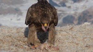 Степной орел