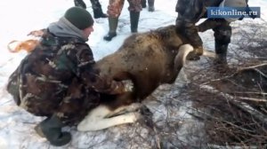 Спасение молодого лося