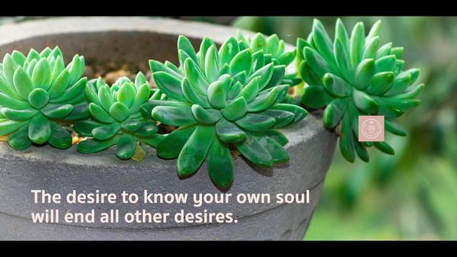 Buddha Real Life Quotes | Buddha Whatsapp Status Quotes for Peace | Buddha Status Mind.