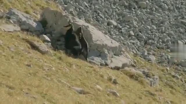 Орлиная охота