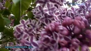 Ты один на земле