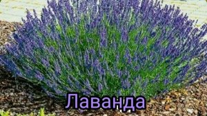Растения,  которые не любят  тараканы