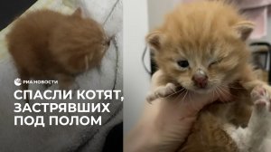 Спасли котят, застрявших под полом