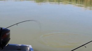 Fishing. Kazakhstan. Lake Balhash.Рыбалка на Балхаше. Змееголов и сазаны. Fishing