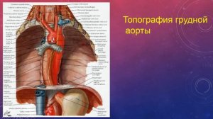 СТРОЕНИЕ АРТЕРИЙ. КЛАССИФИКАЦИЯ. ОТДЕЛЫ АОРТЫ. ВЕТВИ ГРУДНОЙ АОРТЫ