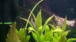 Эхинодорус Розе. Особенность размножения. #Echinodorus rose
