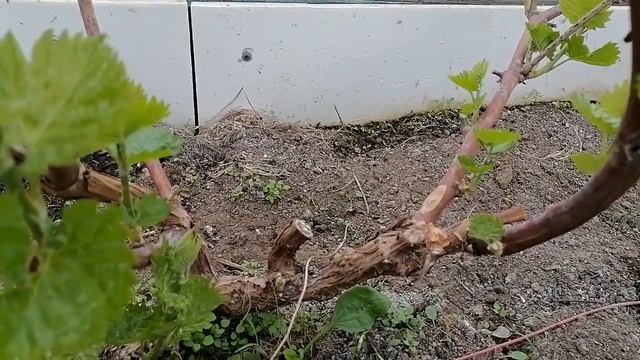 жирующая лоза что делать? смотреть онлайн