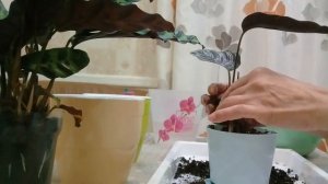 КОМНАТНЫЕ ЦВЕТЫ. КАЛАТЕИ. ПЕРЕСАДКА КАЛАТЕЙ.
