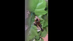 разведение щегол домашний условиях