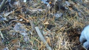 Рядовка штриховатая или Рядовка серая!!!